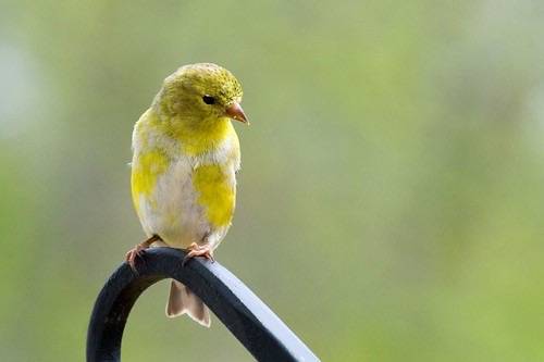 Juvenile American Goldfinch (Male)? by MrTugs / John is licensed under CC BY-NC-SA 2.0